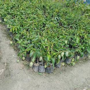 Taiwan Mango Plant