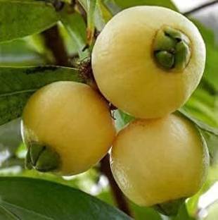 MOTHERSLIVE' Apple Plant