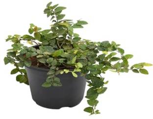 ashokavanam Creeping Fig Ivy Plant