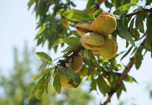 GLOBQRO Almond Plant