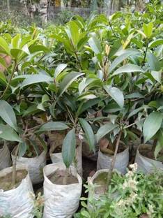 Sisa Chiku Plant