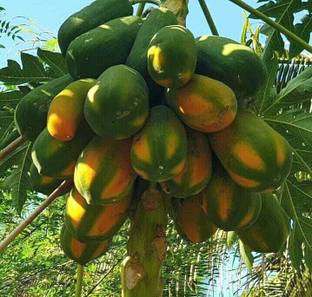 Risenshine Papaya Plant
