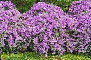 ABEFARIYA Turtle Vine Plant