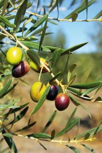 OIHOLO Olive Plant, Jalpai Fruit Plant