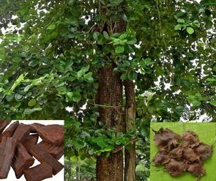 ABEFARIYA Red Sandalwood Plant