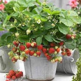 Heaven Of Saplings Strawberry Plant