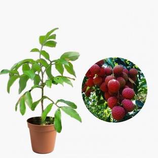 greenplanthub Litchi Plant