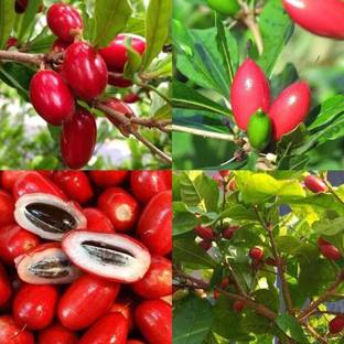 Flavour Berry Miracle Fruit