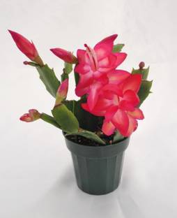 KOLKATA ORCHID ONLINE Lily Plant