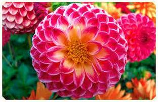SM PLANT HOUSE Dahlia Plant