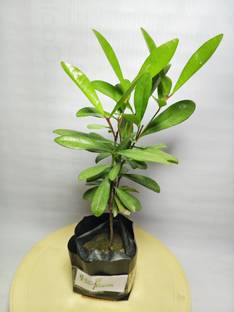 HARIGURU All Spice Plant