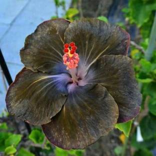 Dishani Hibiscus Plant