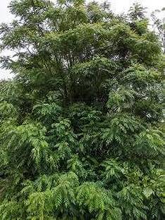 ABEFARIYA Curry Leaf Plant