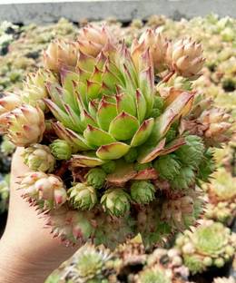 Anaya Laxmi kamal Marsh Barbel Plant