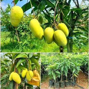 SANKAR VARIETIES Mango Plant