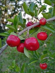 P N C Cherry Fruit Plant