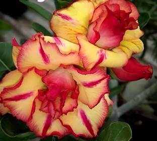 ALOCHUZ Adenium Plant