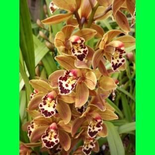 Oxygreenplant Orchid Plant