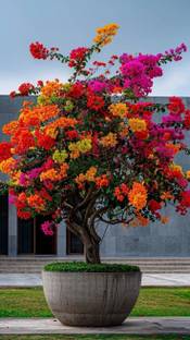 KS TRADERS Bougainvillea Plant