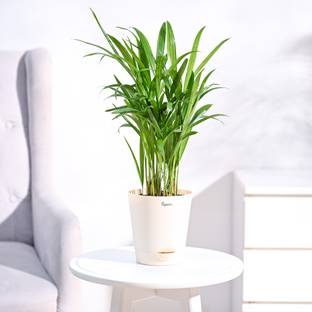 UGAOO Areca Palm