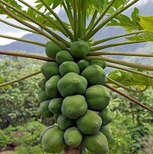 Linaa Papaya Plant