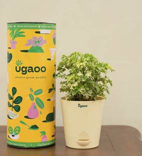 UGAOO Aralia Plant
