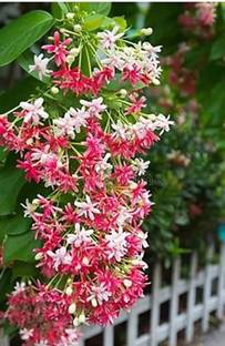 Cloud Farm Madhumalti/Rangoon Creeper