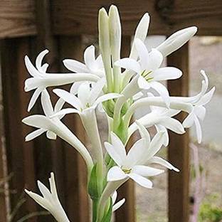 MAHAMAYA A TO Z Tuberose/Rajnigandha Plant