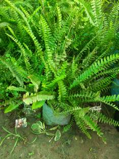 Farmplants Fern Plant