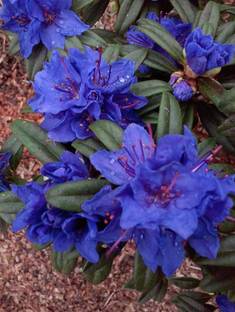 Plant Paradise Azalea plant