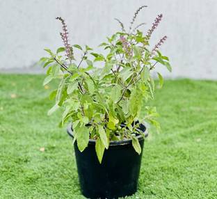 Farmplants Tulsi Plant