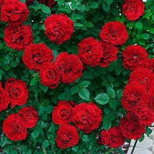 Grinian Rose Plant