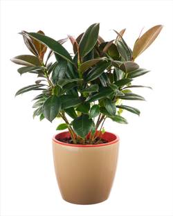 AS Plantation Rubber Tree