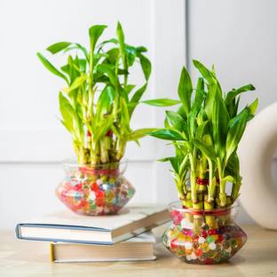 Nurturing Green Two Layer Bamboo Plant