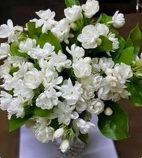Green view Mogra Flowering Plant