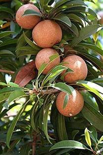 PUSHPARGHYA Chiku Plant