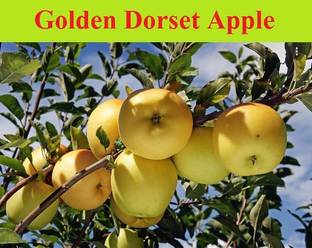 KUMUBON Apple Plant