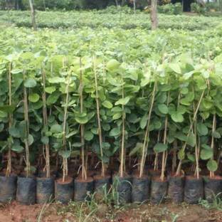 SAYANTIKA NURSERY Red Sandalwood Plant