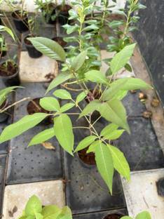 Kanikanursery Nannari Plant