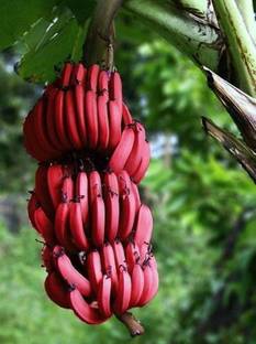 Cloud Farm Banana Plant