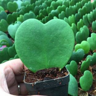 Hoya kerrii Hoya Kerii Heart Plant