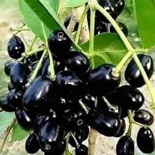 hjg Jamun Plant