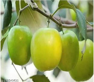 kul borai Ber Apple Plant