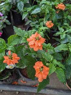 Global Mart Plant Firecracker Plant