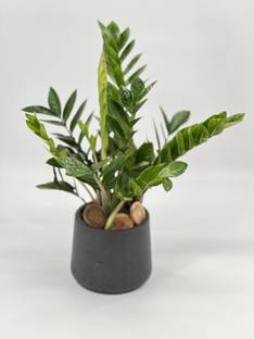 saraswati traders ZZ Plant