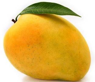 KARGIL FIGHTER Mango Plant