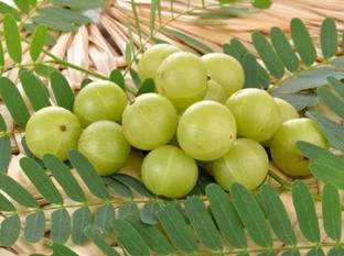 Shiva nursery Amla Plant