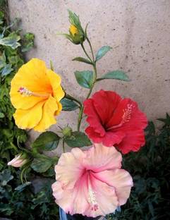 ranibithikanursery Hibiscus Plant