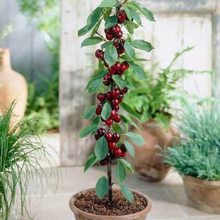 SK GROUP Cherry Fruit Plant