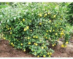 saraswati traders Lemon Plant